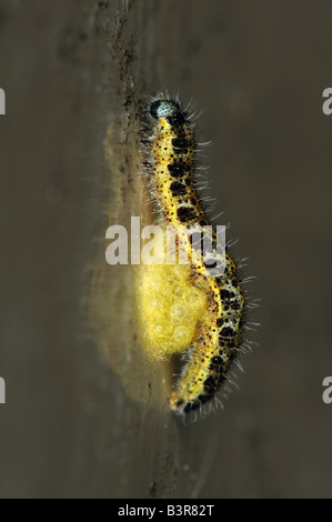 Pupal cocoons of parasitoid wasp Cotesia glomerata attached to their host caterpillar