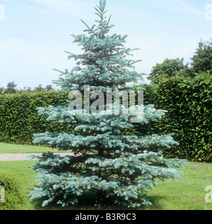 Colorado Blue Spruce / Picea pungens Stock Photo