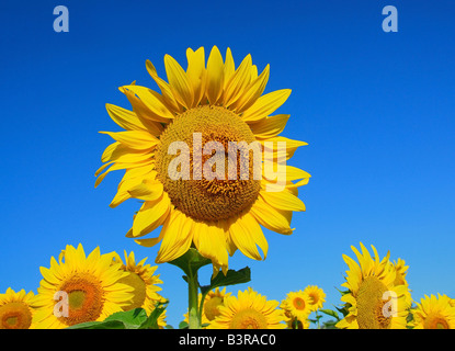 sunflower on blue sky background Stock Photo