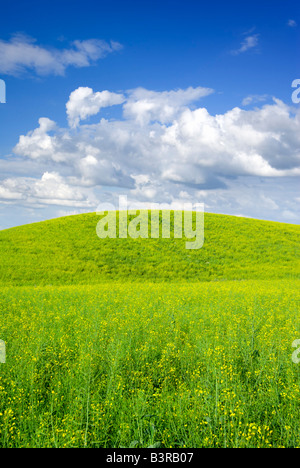 Summer landscape - saturated view of meadow. Europe, Poland. Adobe RGB (1998). Stock Photo