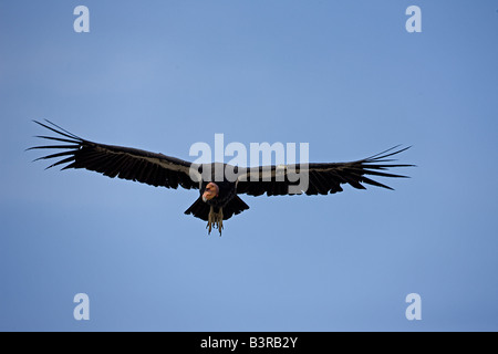 California Condor (Gymnogyps californianus) In Flight - Arizona - Endangered species Stock Photo