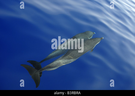 Pantropical spotted dolphin Stenella attenuata bow riding near the surface Kailua Kona Hawaii Stock Photo