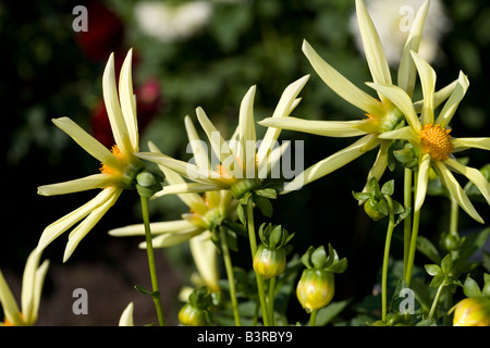 Dahlia x pinnata (Honka) Stock Photo