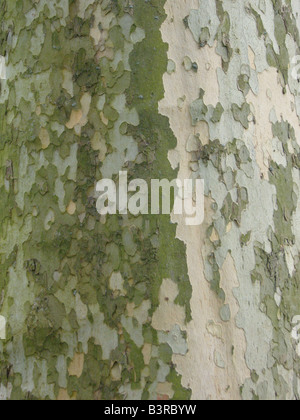 Silver Birch Bark Stock Photo