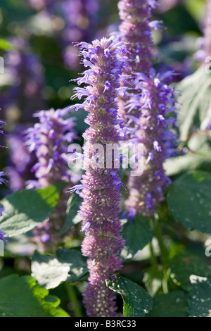 Mexican giant hyssop (Agastache mexicana) Stock Photo