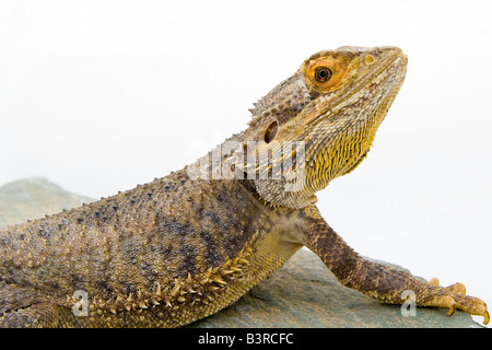 Bearded dragon against white background Stock Photo