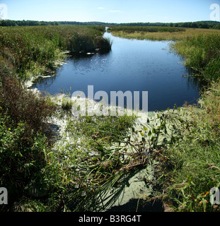 Marsh and reeds at Great Meadows National Wildlife Refuge (Concord Unit) in Concord, Massachusetts. Stock Photo