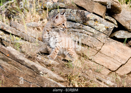 Bobcat kitten on a rocky ledge. Stock Photo