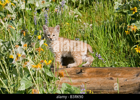 Bobcat kitten in a mountain meadow. Stock Photo