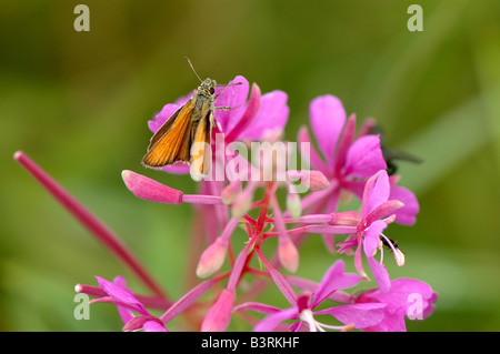 An Essex Skipper Butterfly Stock Photo