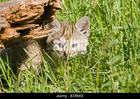 Bobcat kitten in a mountain meadow. Stock Photo