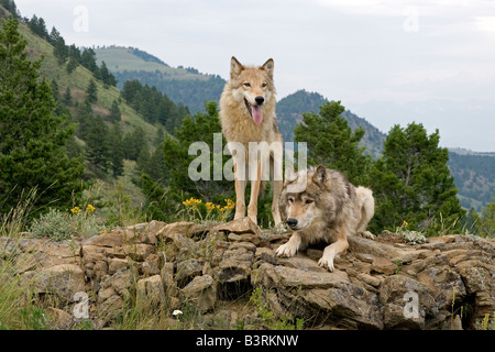 Grey Wolves on a rocky ledge in the Montana mountains Stock Photo