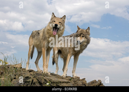 Grey Wolves on a rocky ledge in the Montana mountains Stock Photo - Alamy