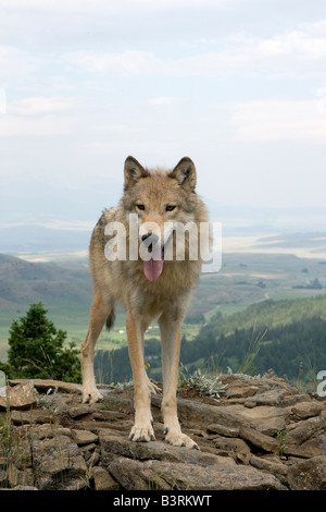 Grey Wolf on a rocky ledge in the Montana mountains Stock Photo