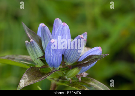 closed gentian, bottle gentian, barrel gentian, blind gentian, cloistered heart (Gentiana andrewsii), Iowa Stock Photo