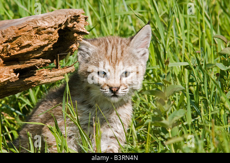 Bobcat kitten in a mountain meadow. Stock Photo