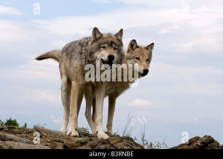 Grey Wolves on a rocky ledge in the Montana mountains Stock Photo - Alamy