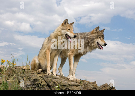 Grey Wolves on a rocky ledge in the Montana mountains Stock Photo - Alamy