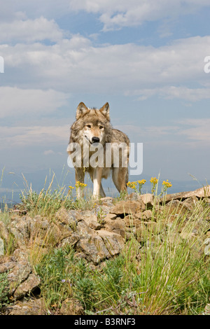 Grey Wolf on a rocky ledge in the Montana mountains Stock Photo