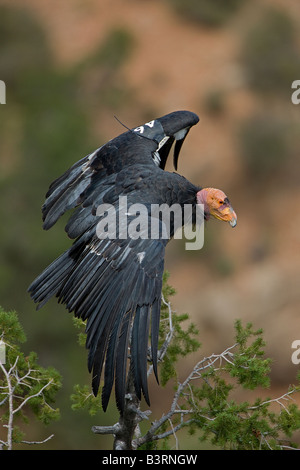 California Condor (Gymnogyps californianus) Utah - Endangered species Stock Photo