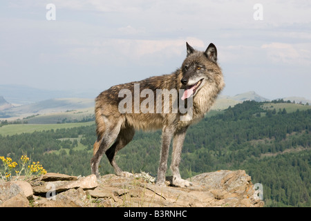 Grey Wolf on a rocky ledge in the Montana mountains Stock Photo