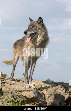 Grey Wolf on a rocky ledge in the Montana mountains Stock Photo