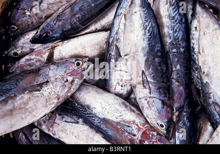 Fish, Bali, Indonesia Stock Photo