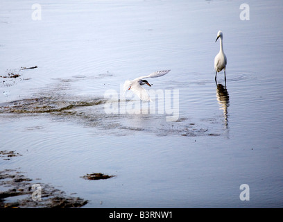 A Snowy Egret and Forster s Tern engaged in cooperative feeding Stock Photo