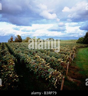 ARCHER VINEYARDS ON LAKE ERIE,  TOWN OF NORTH EAST, PENNSYLVANIA, USA Stock Photo