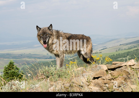 Grey Wolf on a rocky ledge in the Montana mountains Stock Photo