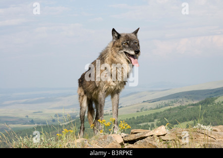 Grey Wolf on a rocky ledge in the Montana mountains Stock Photo