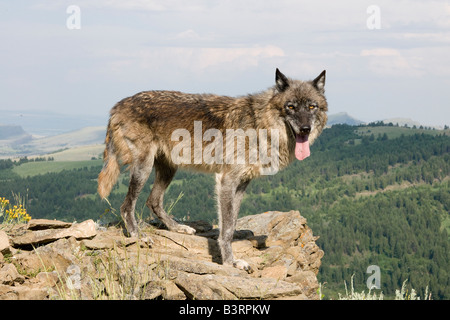 Grey Wolf on a rocky ledge in the Montana mountains Stock Photo