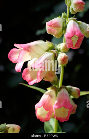 PENSTEMON OSPREY AGM Stock Photo