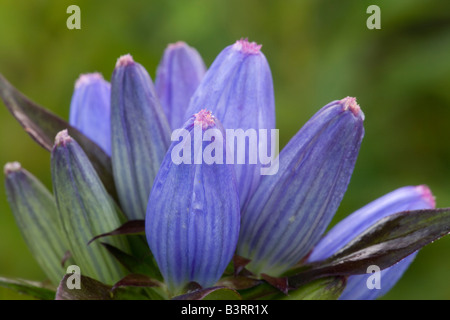 closed gentian, bottle gentian, barrel gentian, blind gentian, cloistered heart (Gentiana andrewsii), Iowa Stock Photo