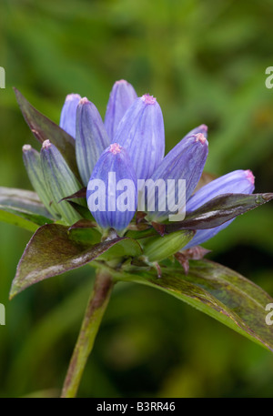 closed gentian, bottle gentian, barrel gentian, blind gentian, cloistered heart (Gentiana andrewsii), Iowa Stock Photo