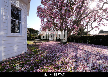 New Zealand house with Magnolia tree and fallen petals, scattering front garden, Cambridge, New Zealand. Stock Photo