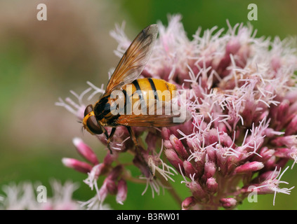 Large Yellow Hoverfly Volucella inanis Stock Photo