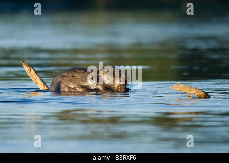 European Beaver (Castor fiber) Feeding, Sweden. Stock Photo