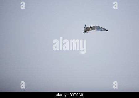 The endangered California Least Tern Sternula antillarum surveys the water for fish. Stock Photo