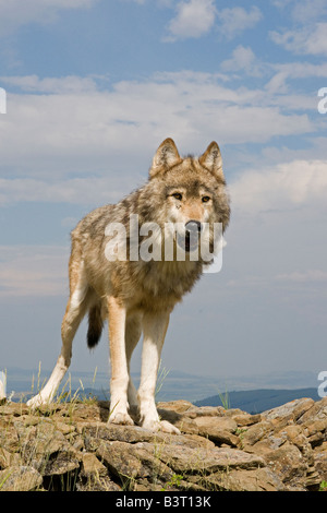 Wolf on a rocky ledge in the Montana mountains Stock Photo