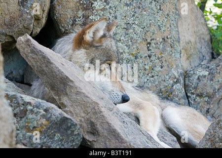 Grey Wolf on a rocky ledge in the Montana mountains Stock Photo