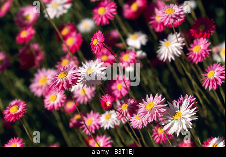 Paper daisies, Australia Stock Photo