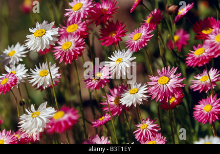 Paper daisies, Australia Stock Photo