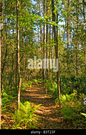 Florida hiking florida trail florida hikes Etoniah Creek State Forest ...