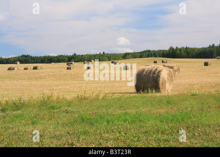 Hay bales on farmland east of Calgary, Alberta Stock Photo