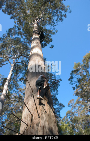 Tourist climbs up Bicentennial Tree Stock Photo