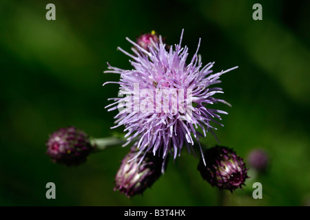 Centaurea stoebe Spotted Knapweed forestal wild purple flower with buds  blurry blurred background detail close up image macro wildflower hi-res Stock Photo