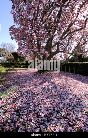 Magnolia tree with fallen petals, scattering front garden, Cambridge, New Zealand. Stock Photo