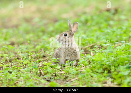 European Rabbit Oryctolagus cuniculus sitting in field of re seeded clover Appleby Cumbria Stock Photo