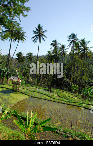 Tabanan Rise Field terraced rice fields , near tabanan , bali , indonesia Stock Photo - Alamy